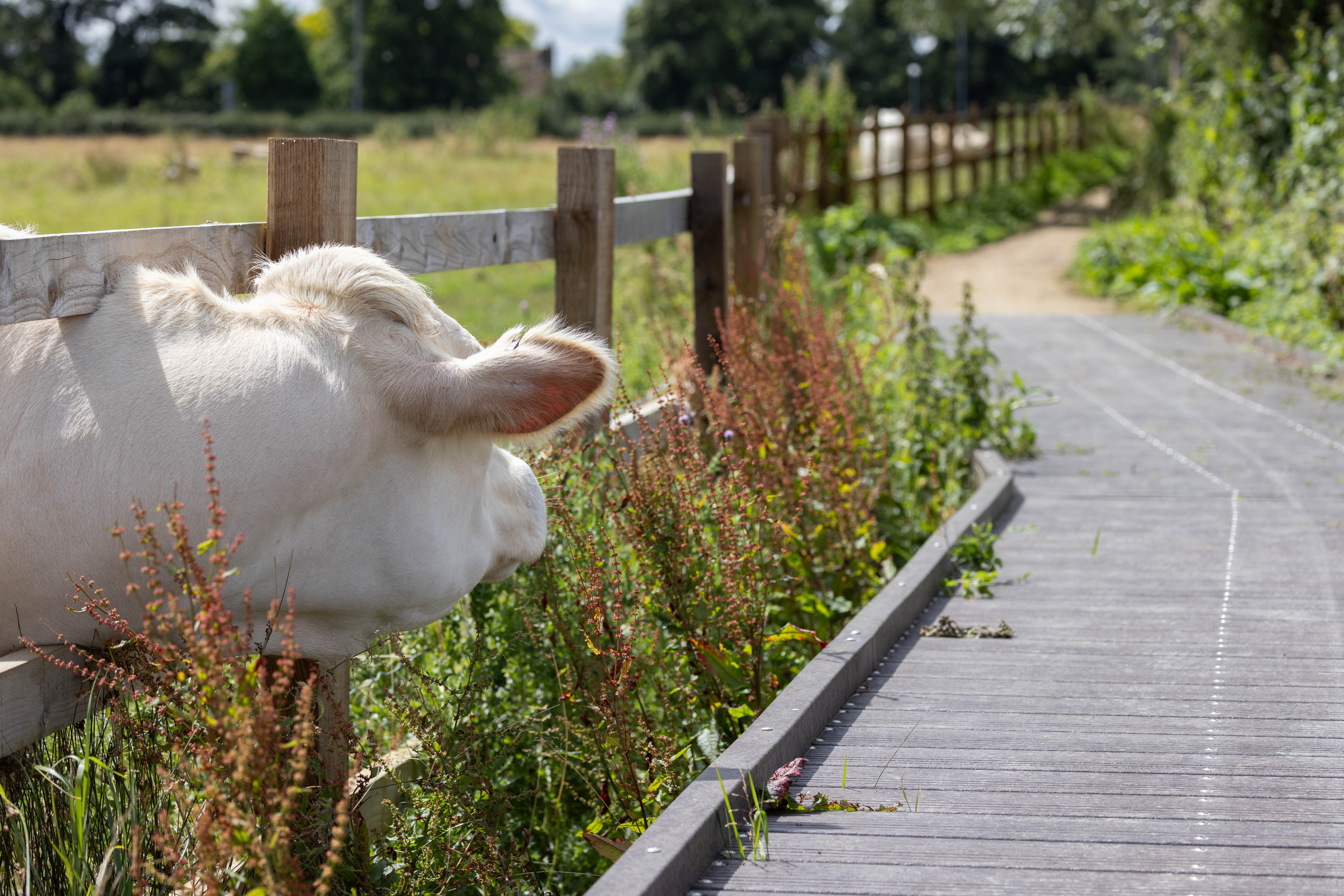 Cow Grazing Near Wooden Pathway in Cambridge · Free Stock Photo
