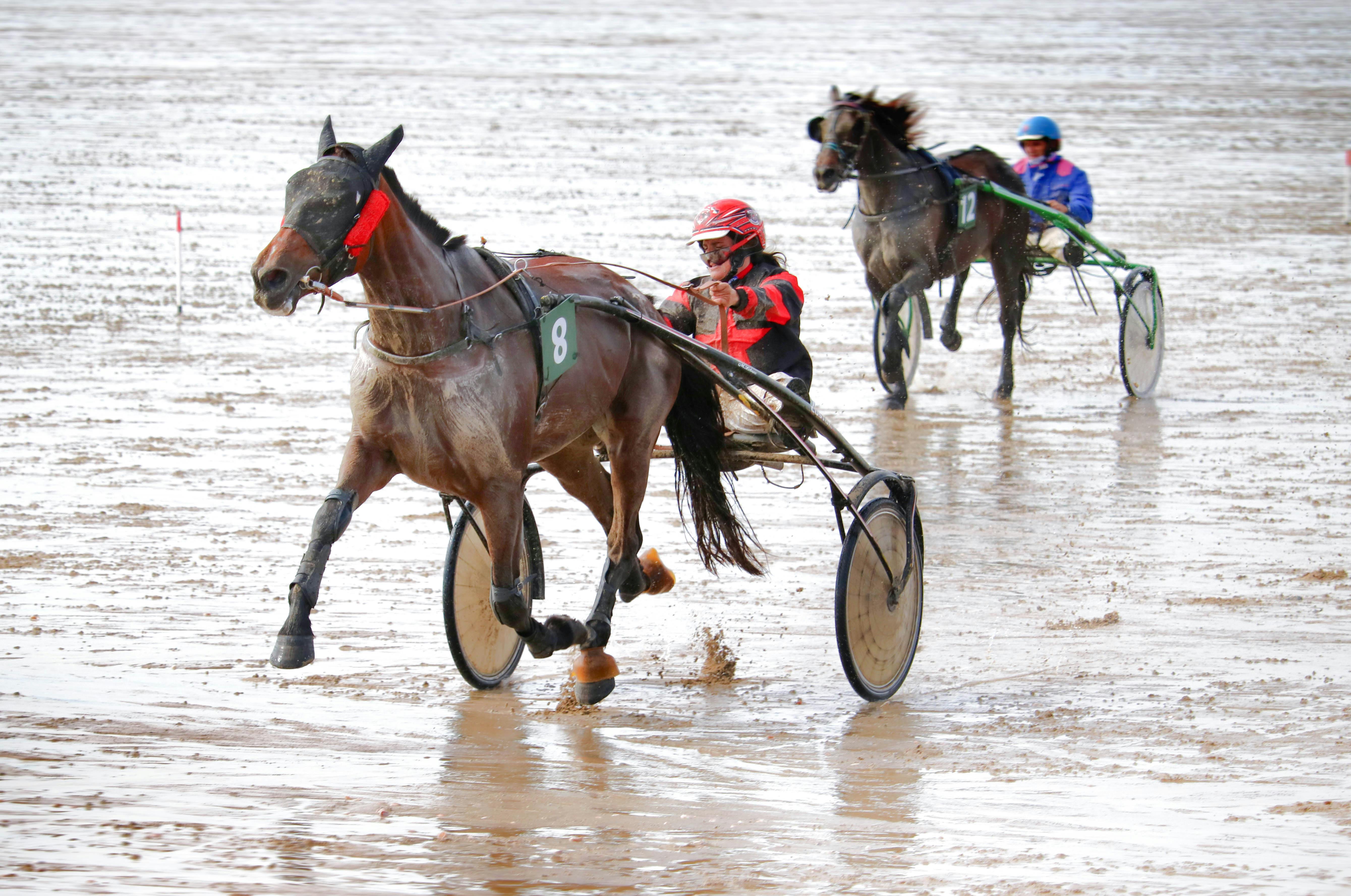 Exploring the Versatility of ‍the Hamilton Beach ⁢12-Speed ‍blender