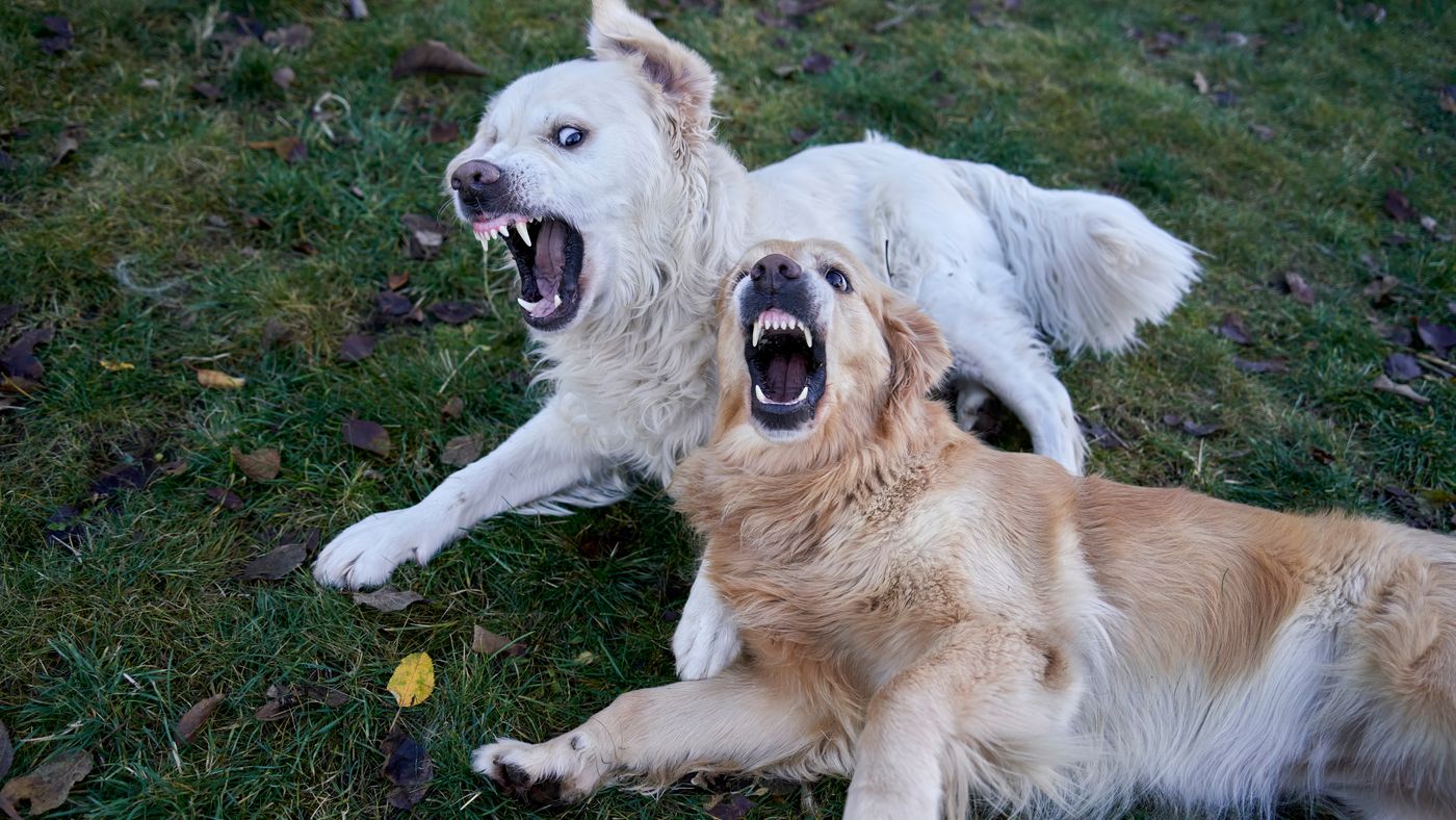 Dog Aggression: What It Actually Means and What Helps