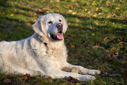 Free A golden retriever enjoying the sunlight while lying on grass with a ball in Oslo, Norway. Stock Photo