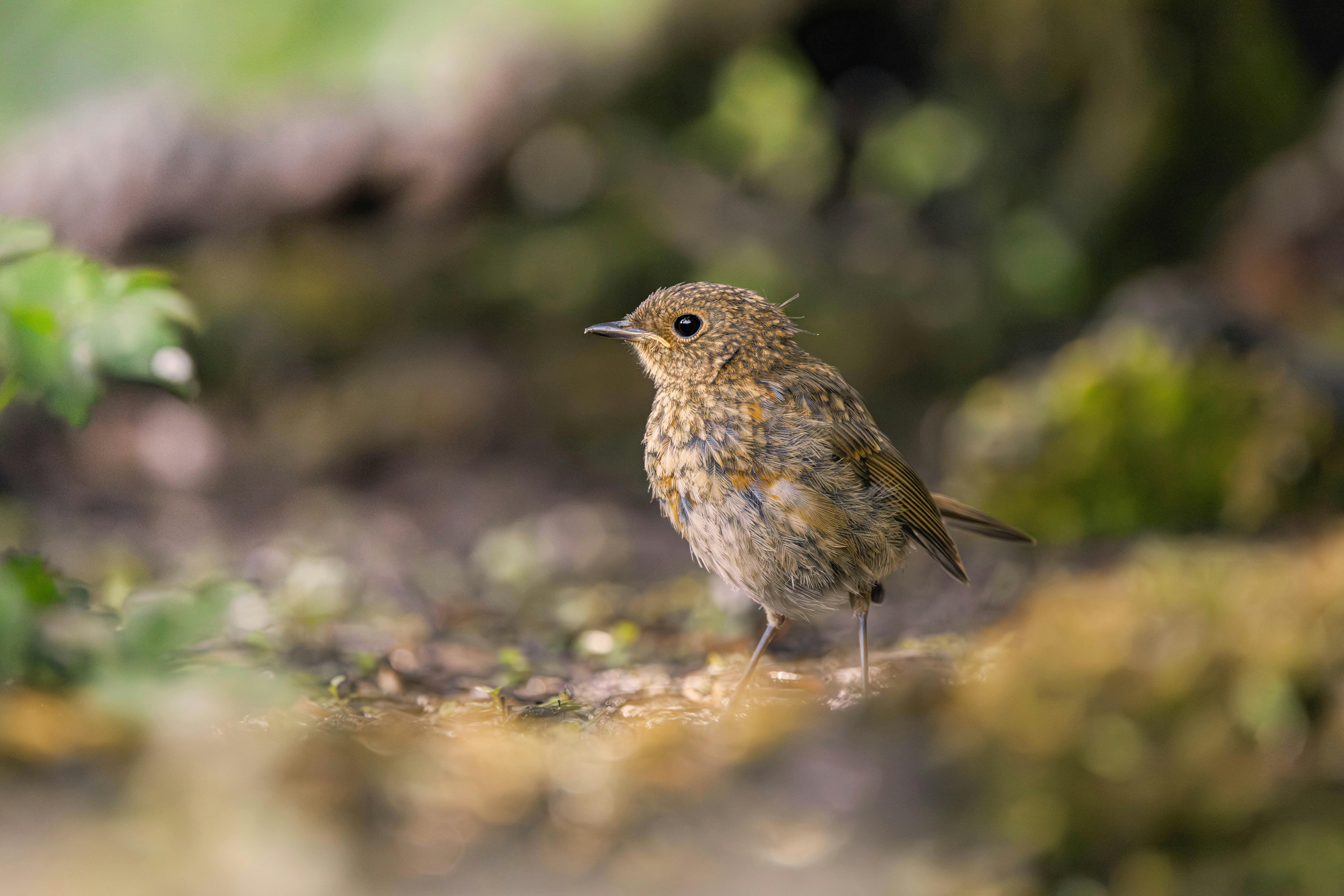 Gratis Un giovane pettirosso europeo esplora un lussureggiante bosco in Inghilterra, Regno Unito. Foto a disposizione