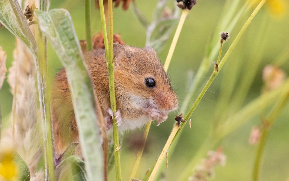 Hantavirus : dépistage, symptômes et rôle de l'infirmière libérale