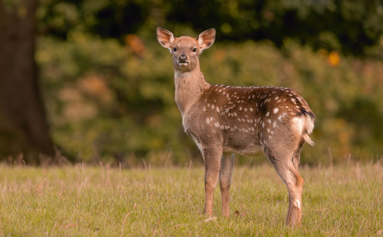 a young spotted deer standing in a grassy outdoor setting with a blurr