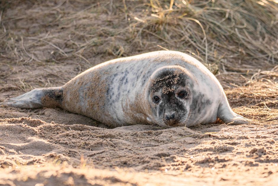 Donna Nook NNR — view 1