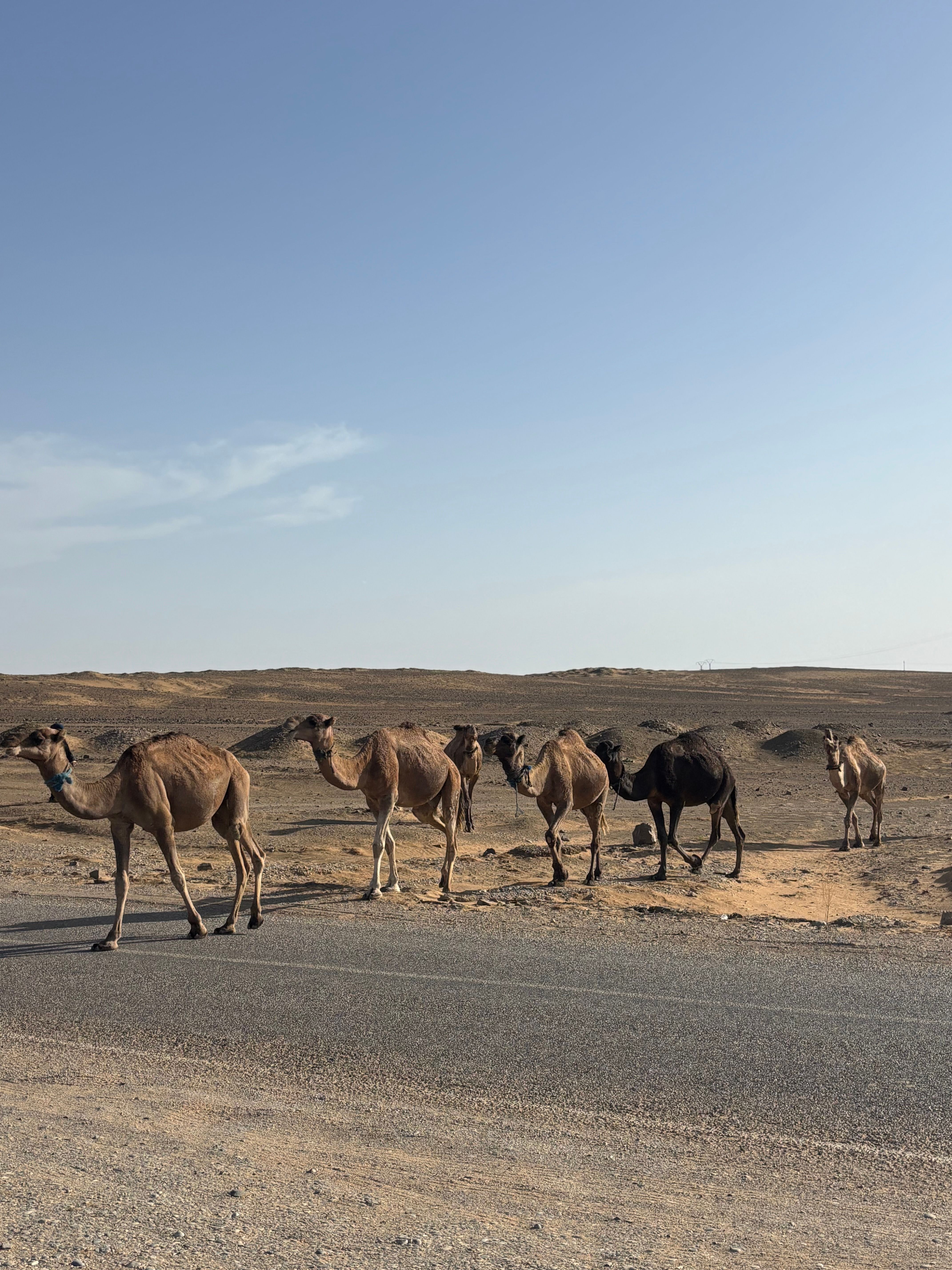 Camels crossing a desert road in daylight, Chad