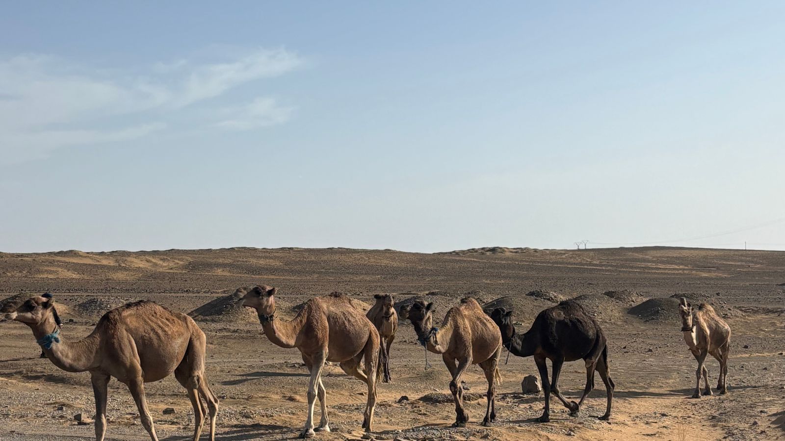Camels crossing a desert road in daylight, Chad