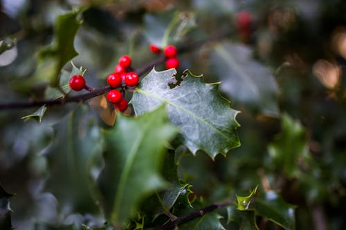 Green Leaf Plant