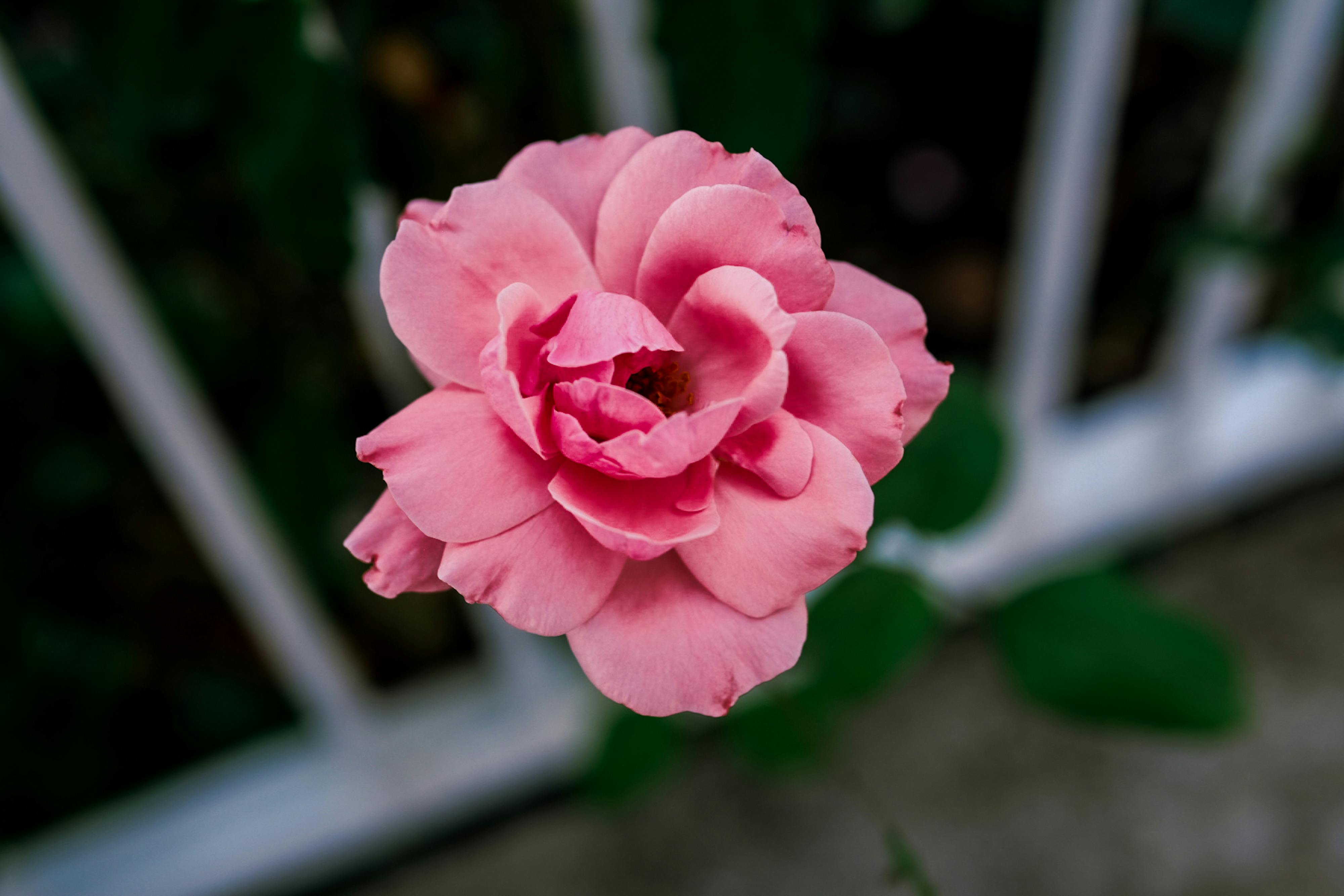 Isparta, doğa yürüyüşü, turizm - Detail