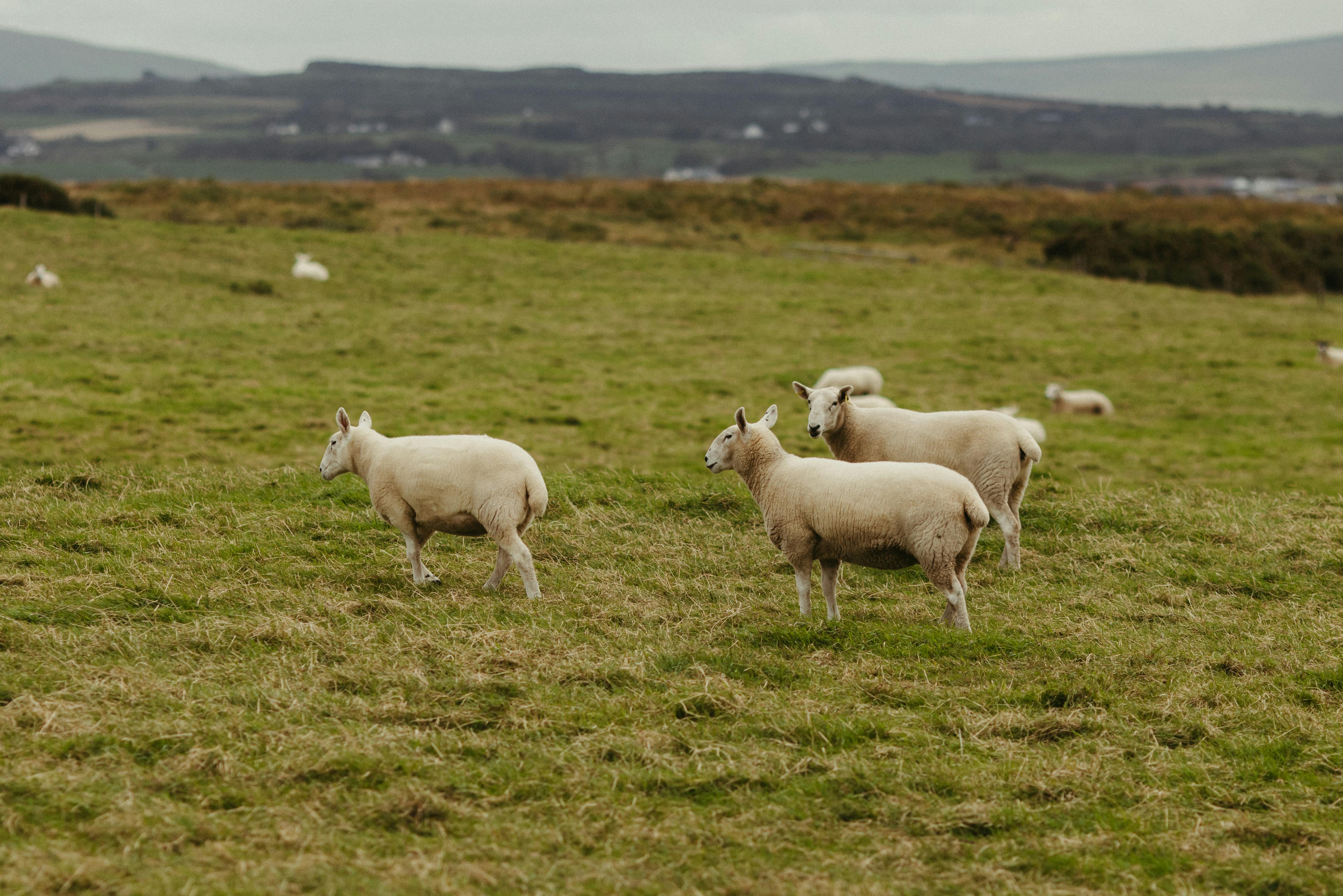 Sheep grazing in the lush fields of Northern Ireland, a peaceful rural landscape. - Belfast