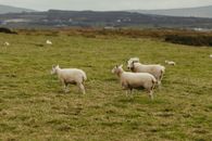 Sheep grazing in the lush fields of Northern Ireland, a peaceful rural landscape.
