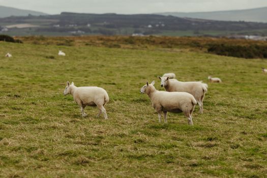 Sheep grazing in the lush fields of Northern Ireland, a peaceful rural landscape.