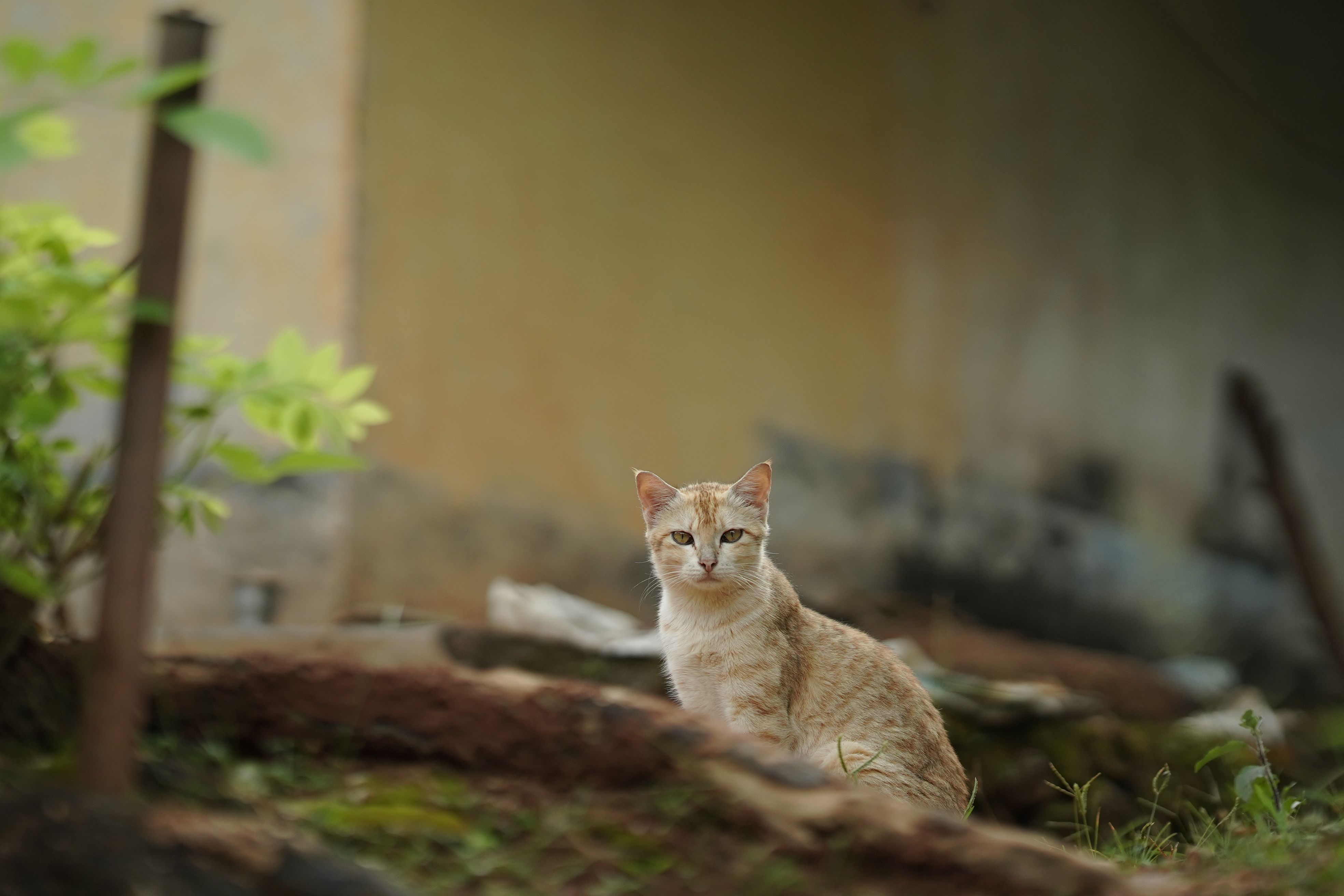 A cat undergoing diagnostic blood testing at a veterinary clinic