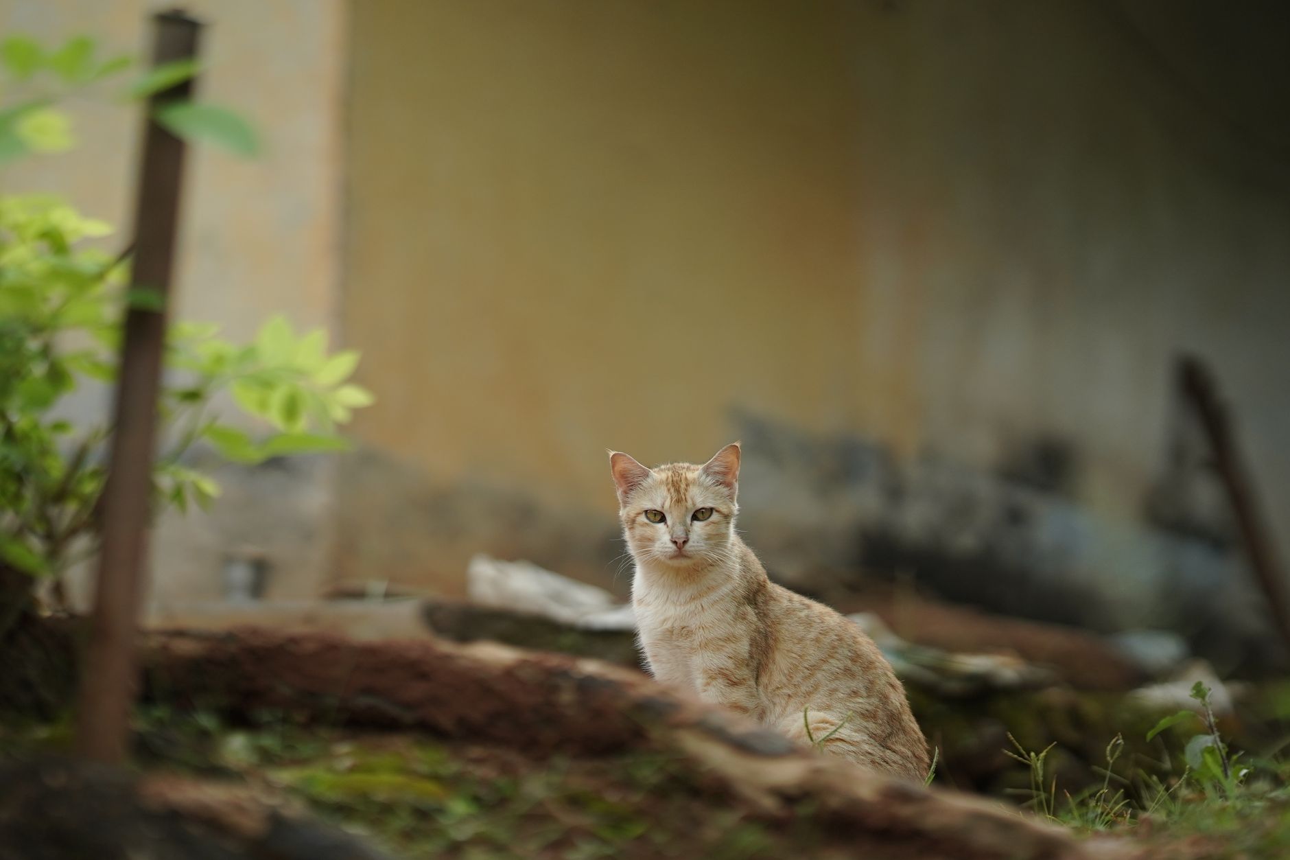 A cat undergoing diagnostic blood testing at a veterinary clinic