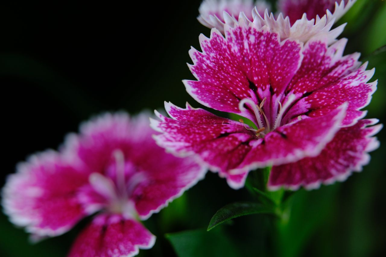 close up of a vibrant pink dianthus flower showcasing intricate petal