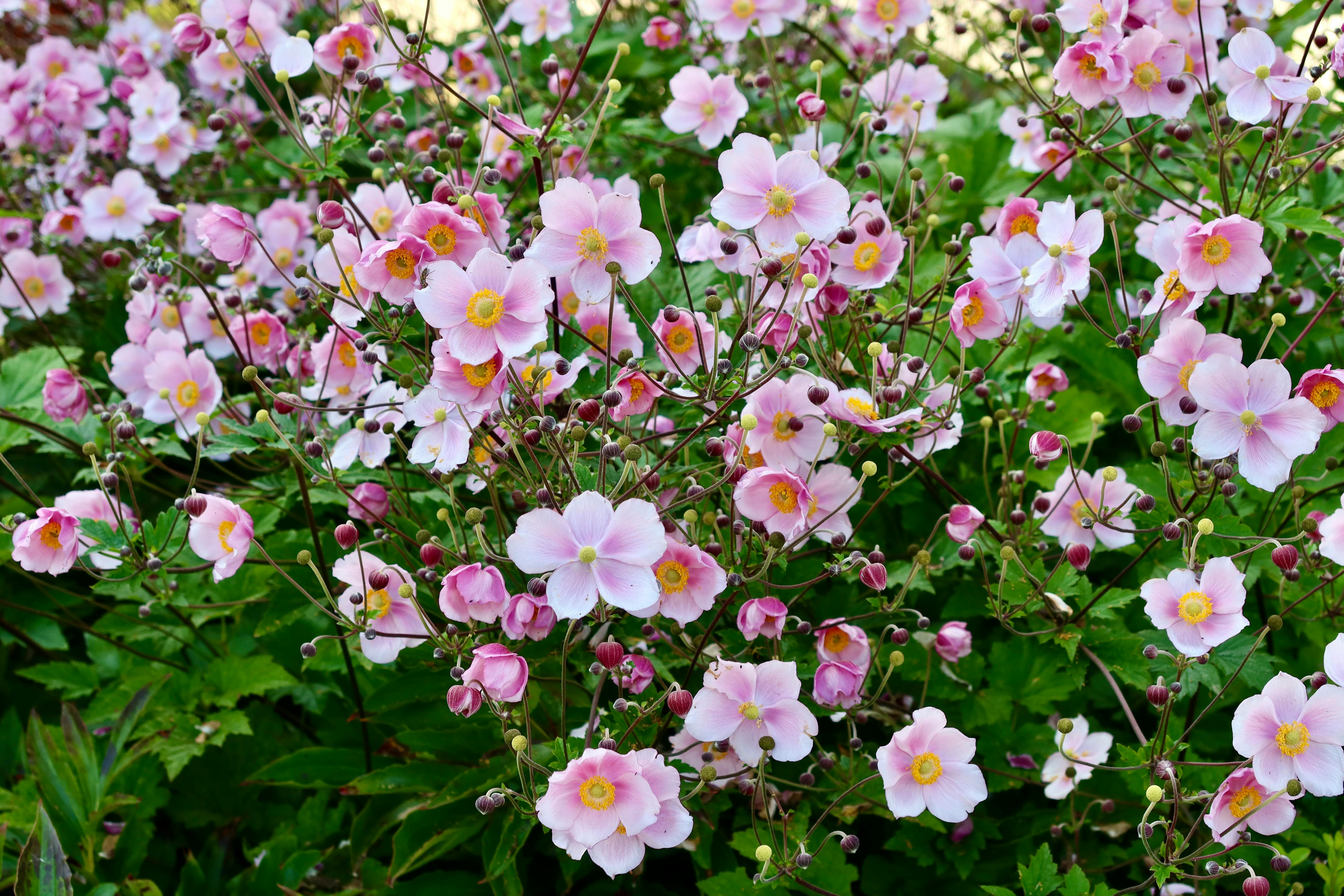 A Landscape Designer’s Favorite Gardening Tools — Photo by Niko D on Pexels