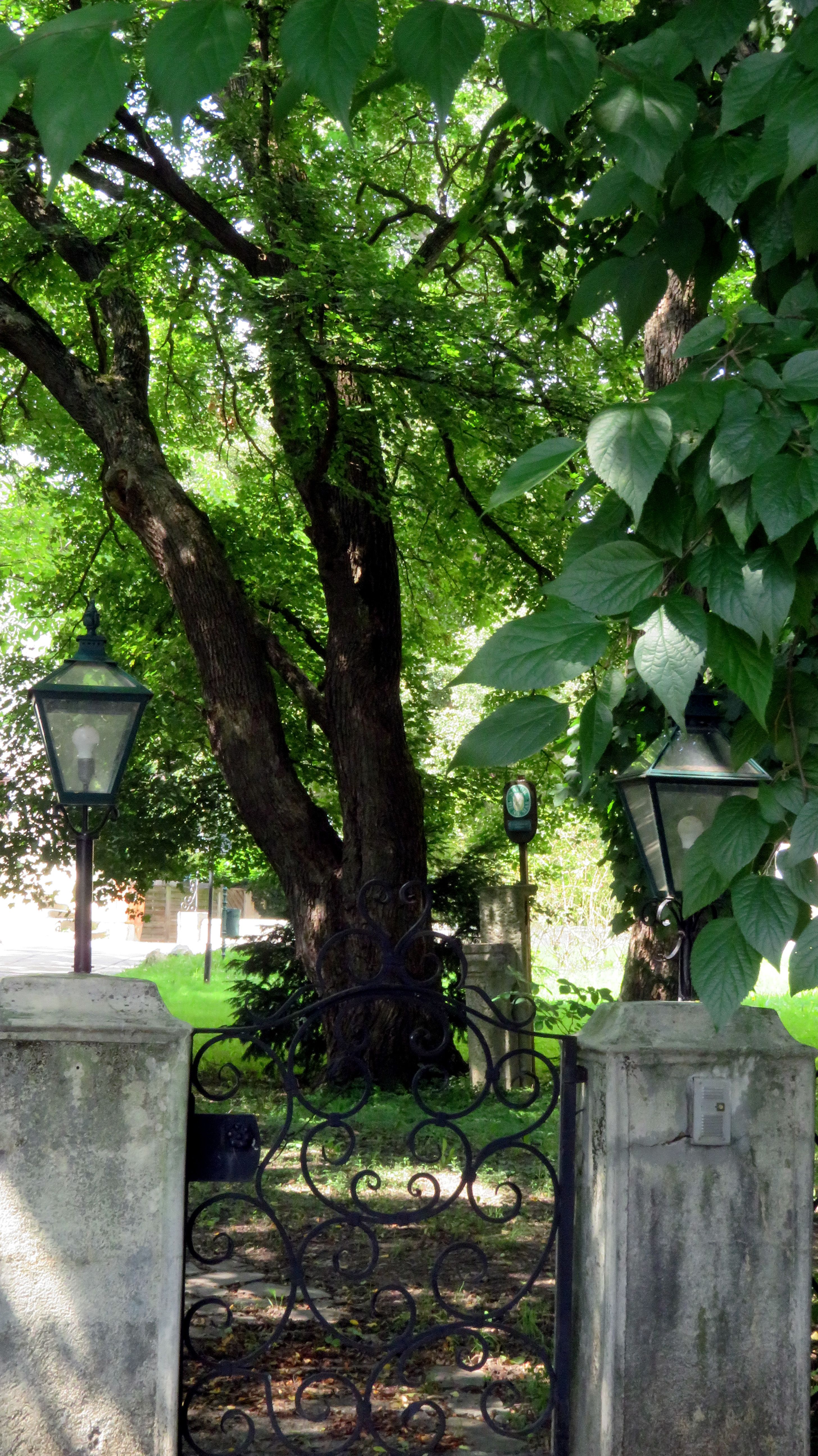 Trees In Backyard Photos, Download The BEST Free Trees In Backyard ...
