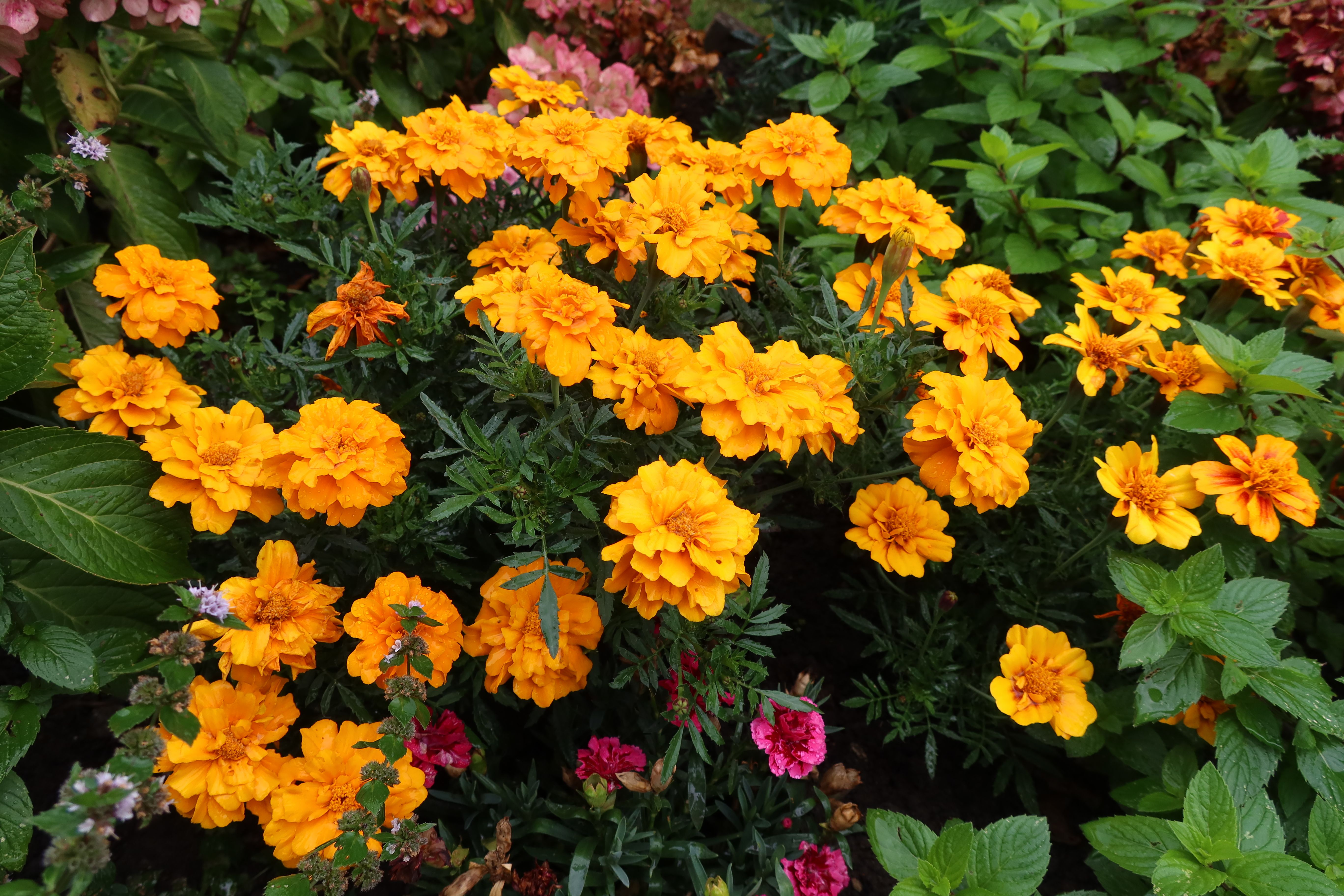 Caléndulas De Color Amarillo Brillante En Un Exuberante Jardín · Foto ...