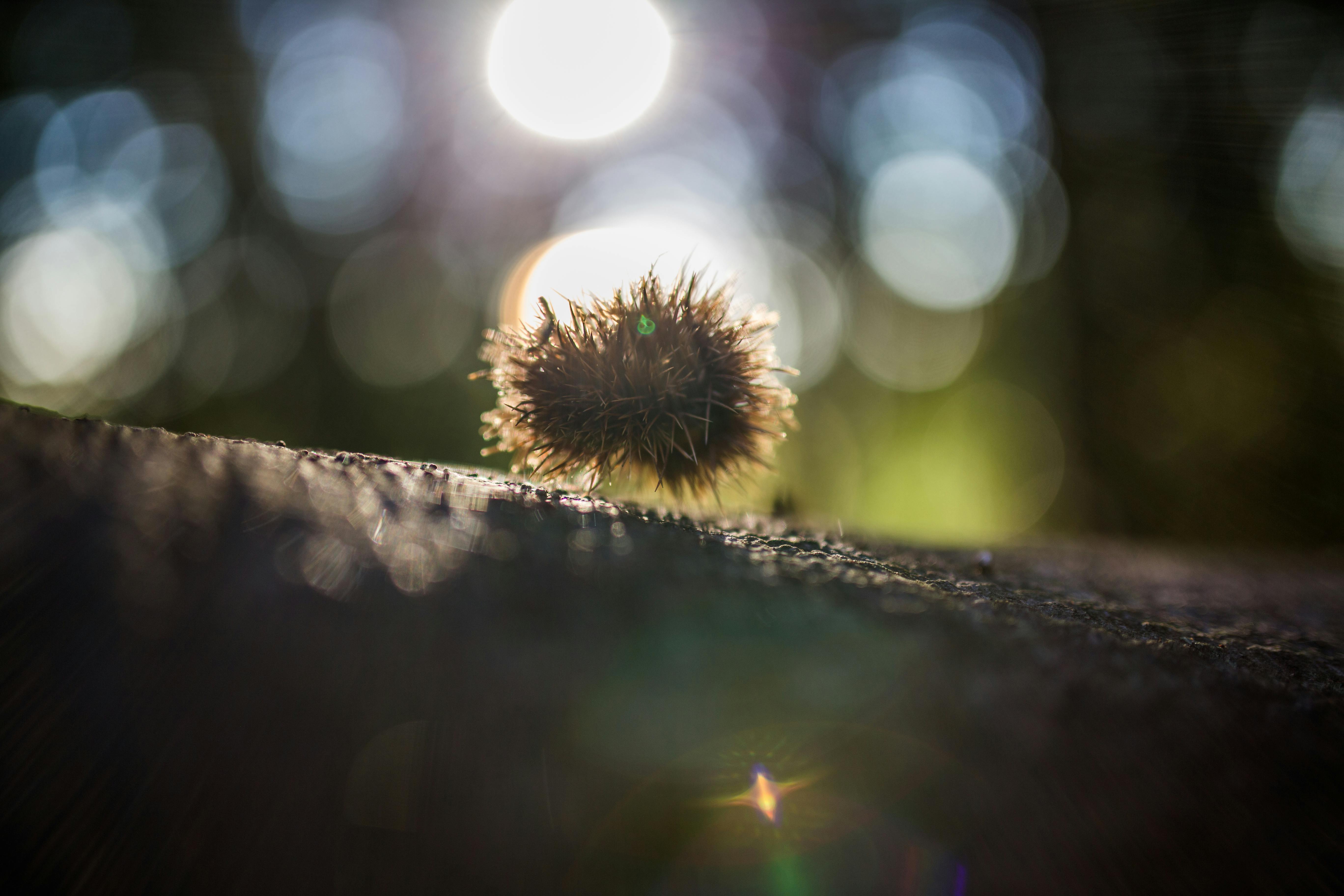 Free stock photo of forest, light, october, sun