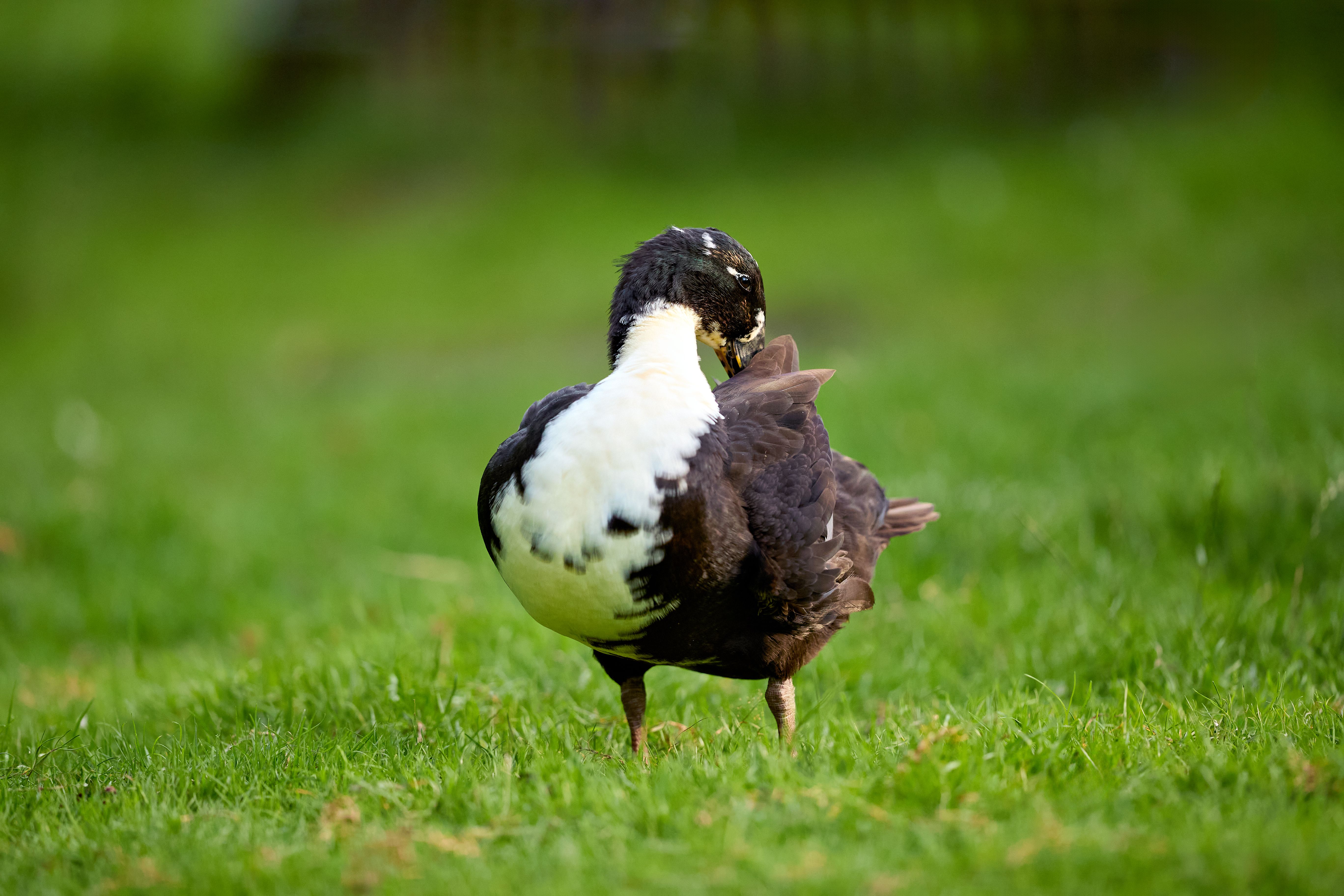 Black Duck Preening in a Green Field Outdoors · Free Stock Photo