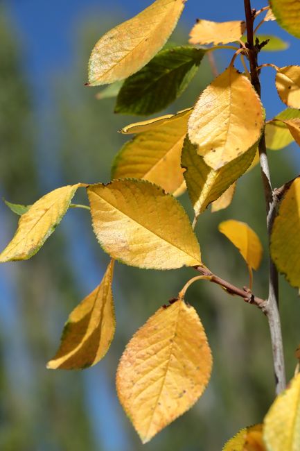 Vibrant golden leaves on a branch against a clear blue sky, capturing autumn's essence.