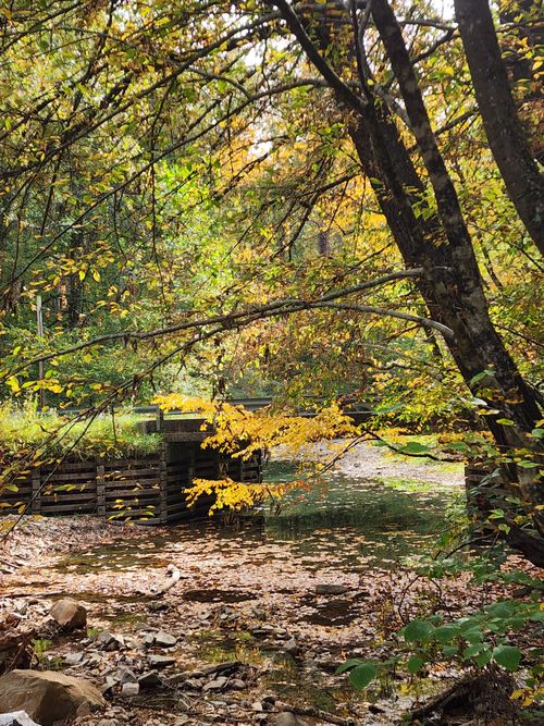 Free Peaceful forest scene with a rustic bridge over a stream, surrounded by autumn foliage. Stock Photo