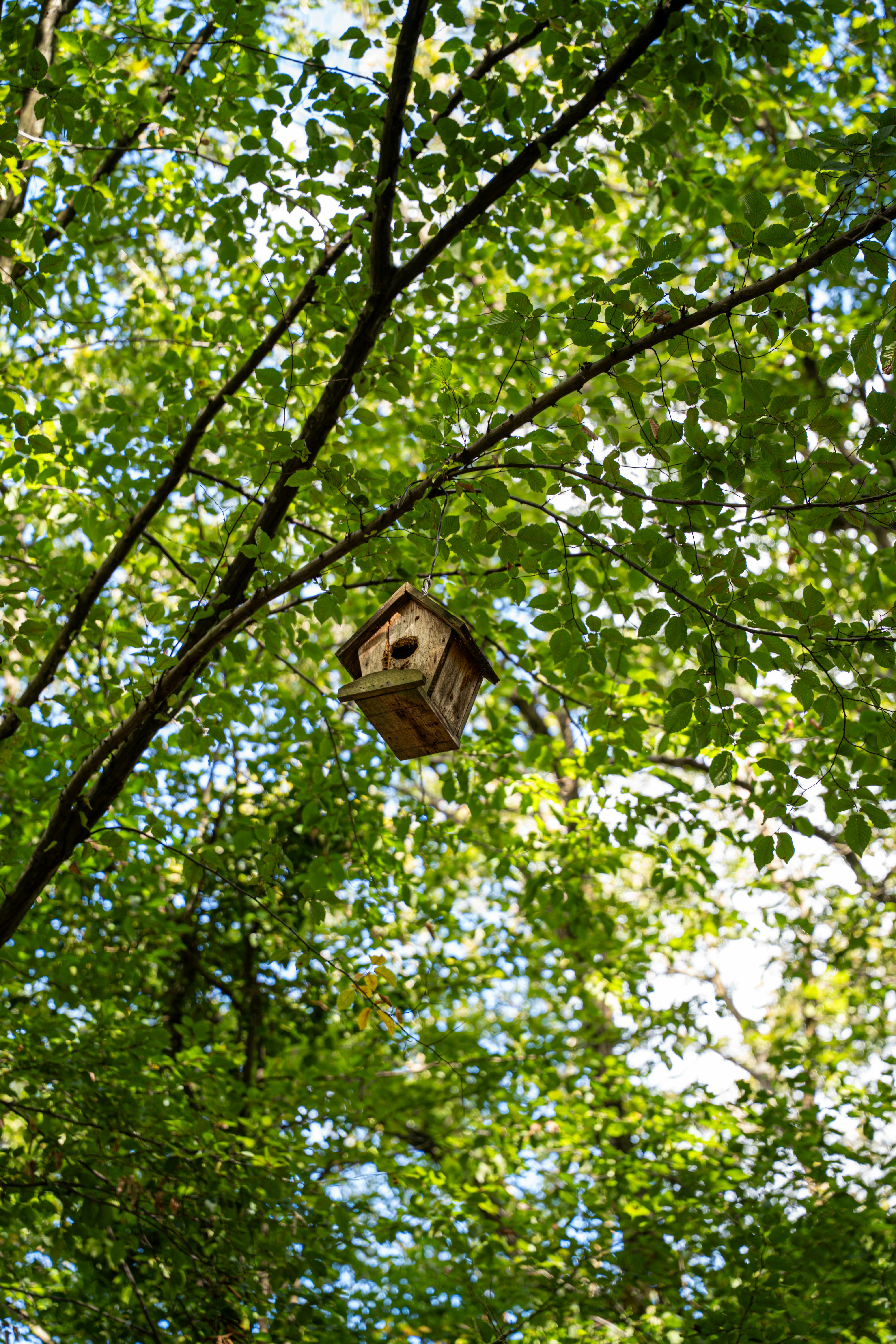 Beautiful wooden birdhouse on tree branch, surrounded by lush green leaves, serene nature.