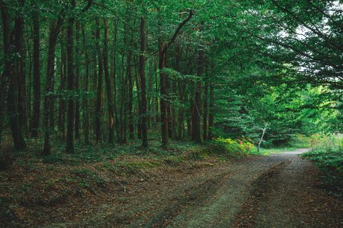 Free A serene forest pathway surrounded by dense green trees on a peaceful day. Stock Photo