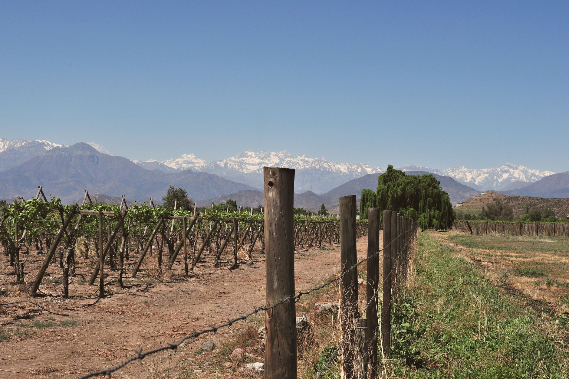 Vineyard landscape in Santiago with the Andes in the background