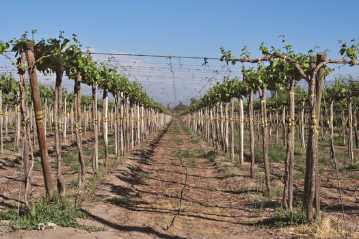barossa valley vineyard rows