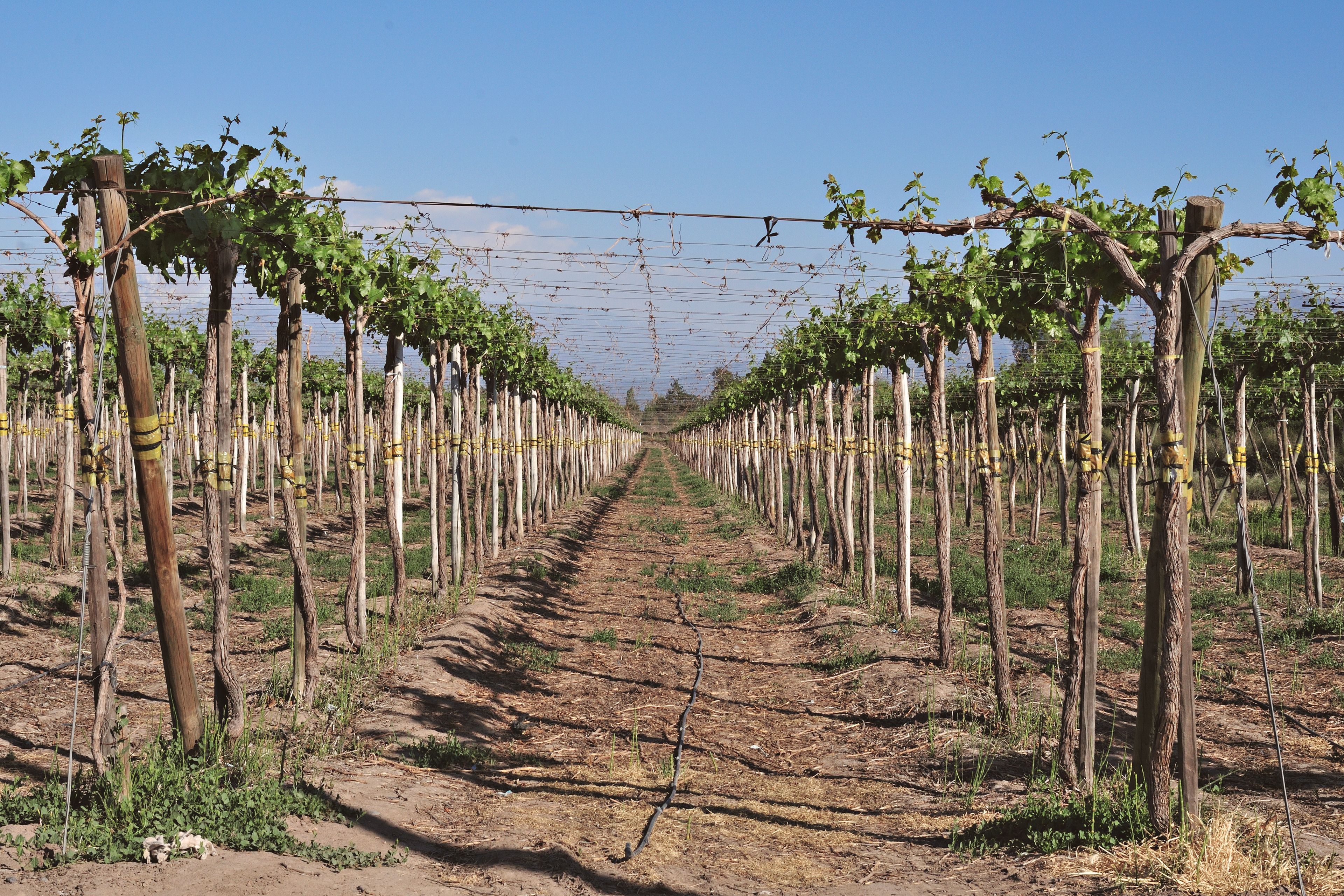 Maipo Valley vineyard rows