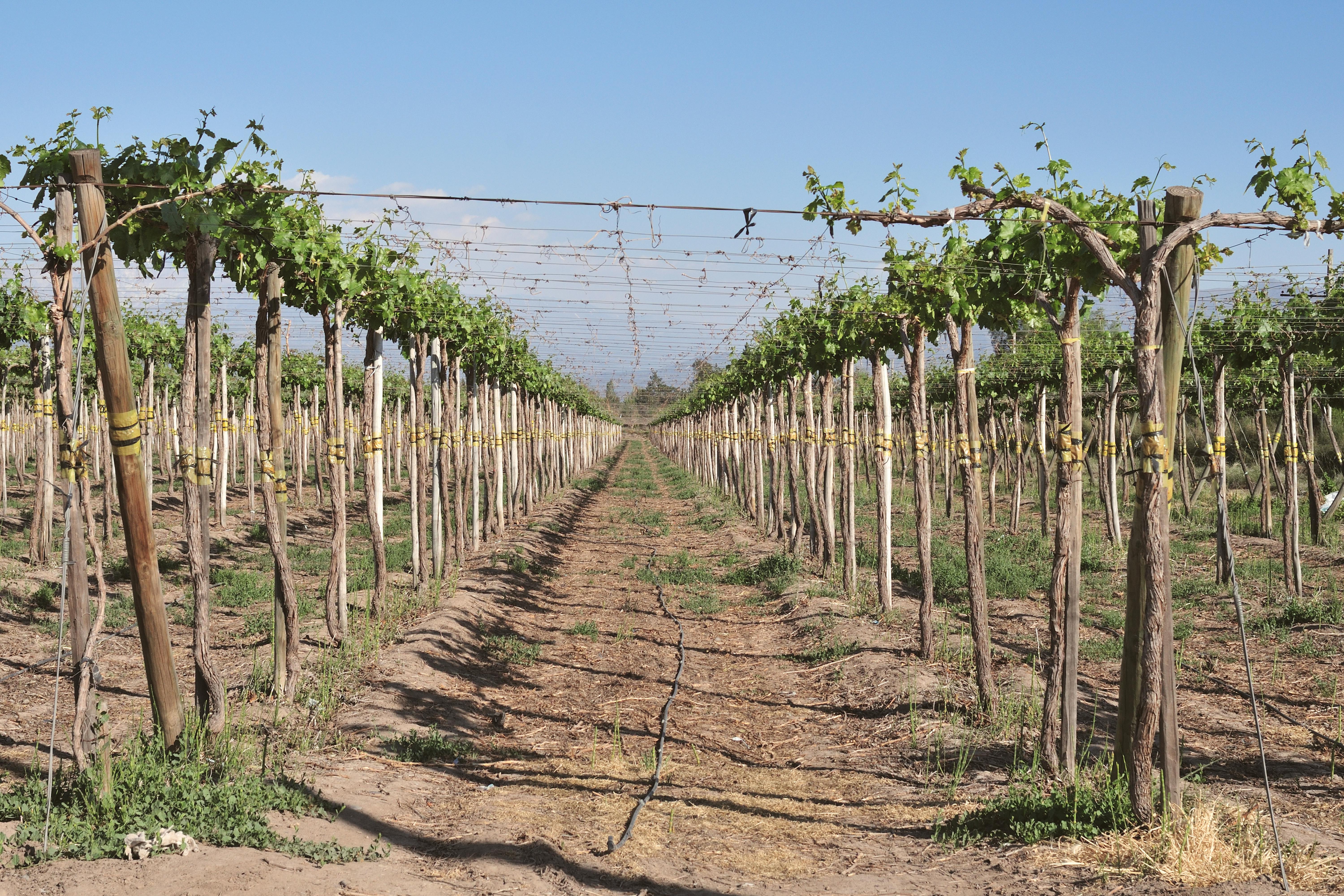 Unexpected Effects of Climate Shifts on Microclimates