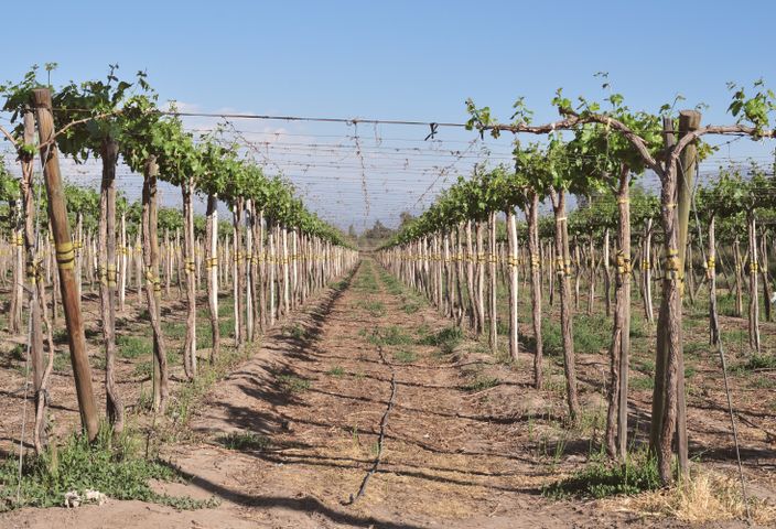 Captivating view of vineyard rows under bright sunshine in Santiago Metropolitan Region, Chile.