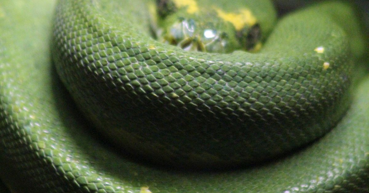 Coiled Green Python Close-up of Green Tree Python Coiled · Free Stock Photo