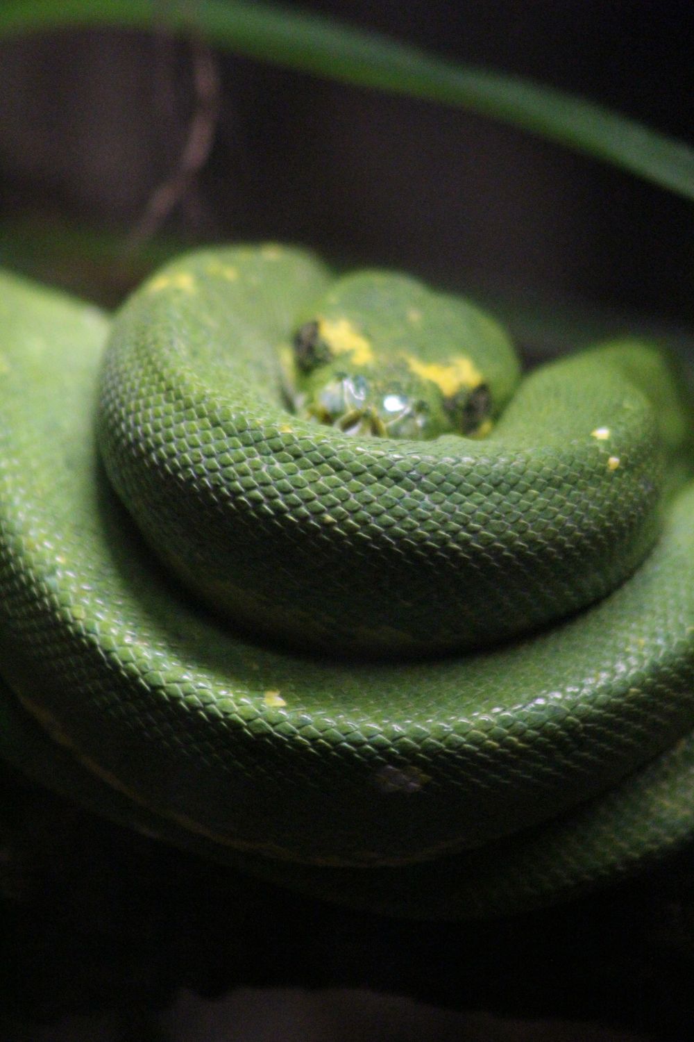 Coiled Green Python Close-up of Green Tree Python Coiled · Free Stock Photo