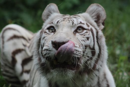 White tiger licking its nose in a close-up shot, showcasing its unique features and striking stripes.