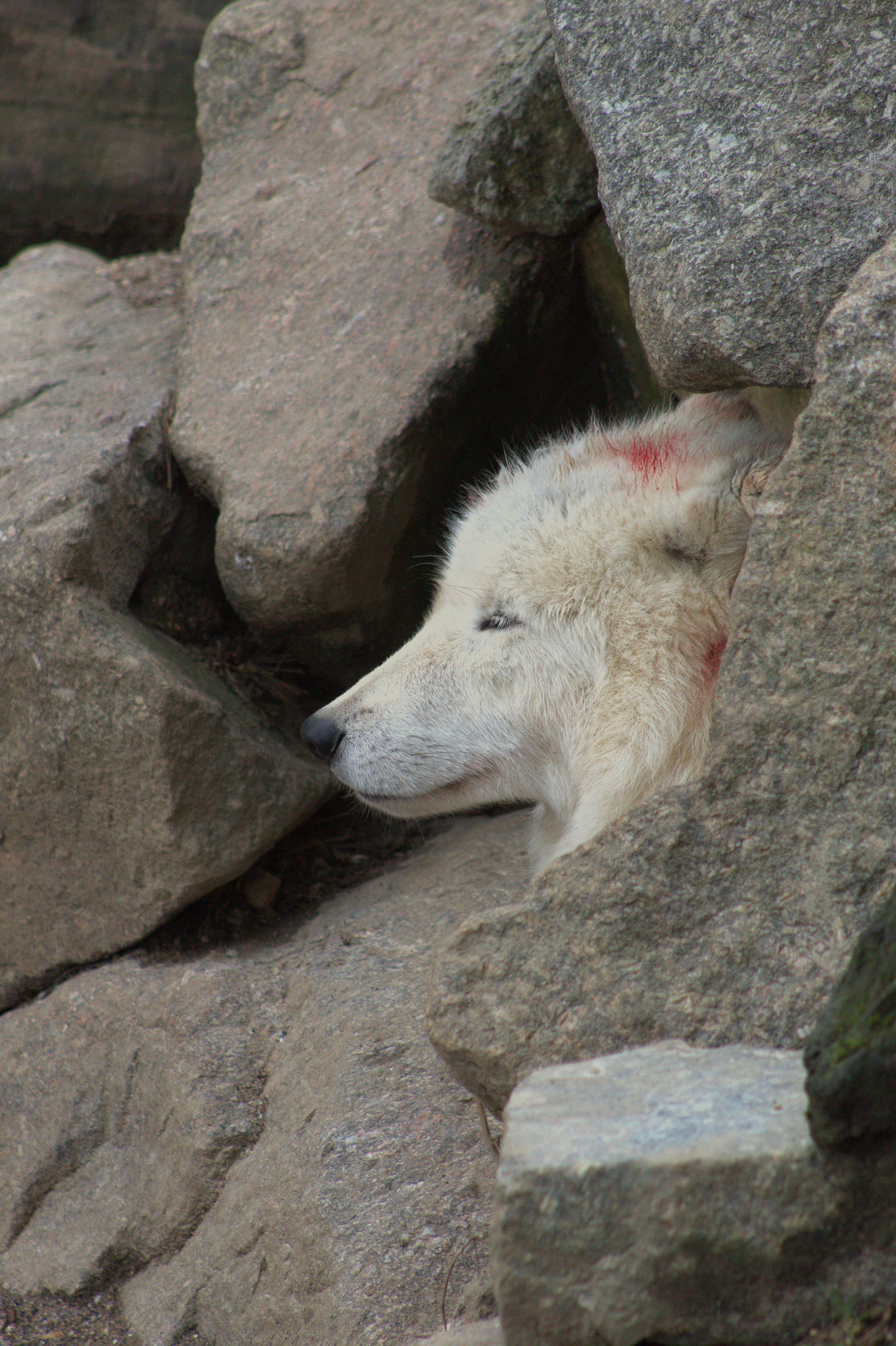 Mahant Swami Maharaj Wallpaper Photos, Download