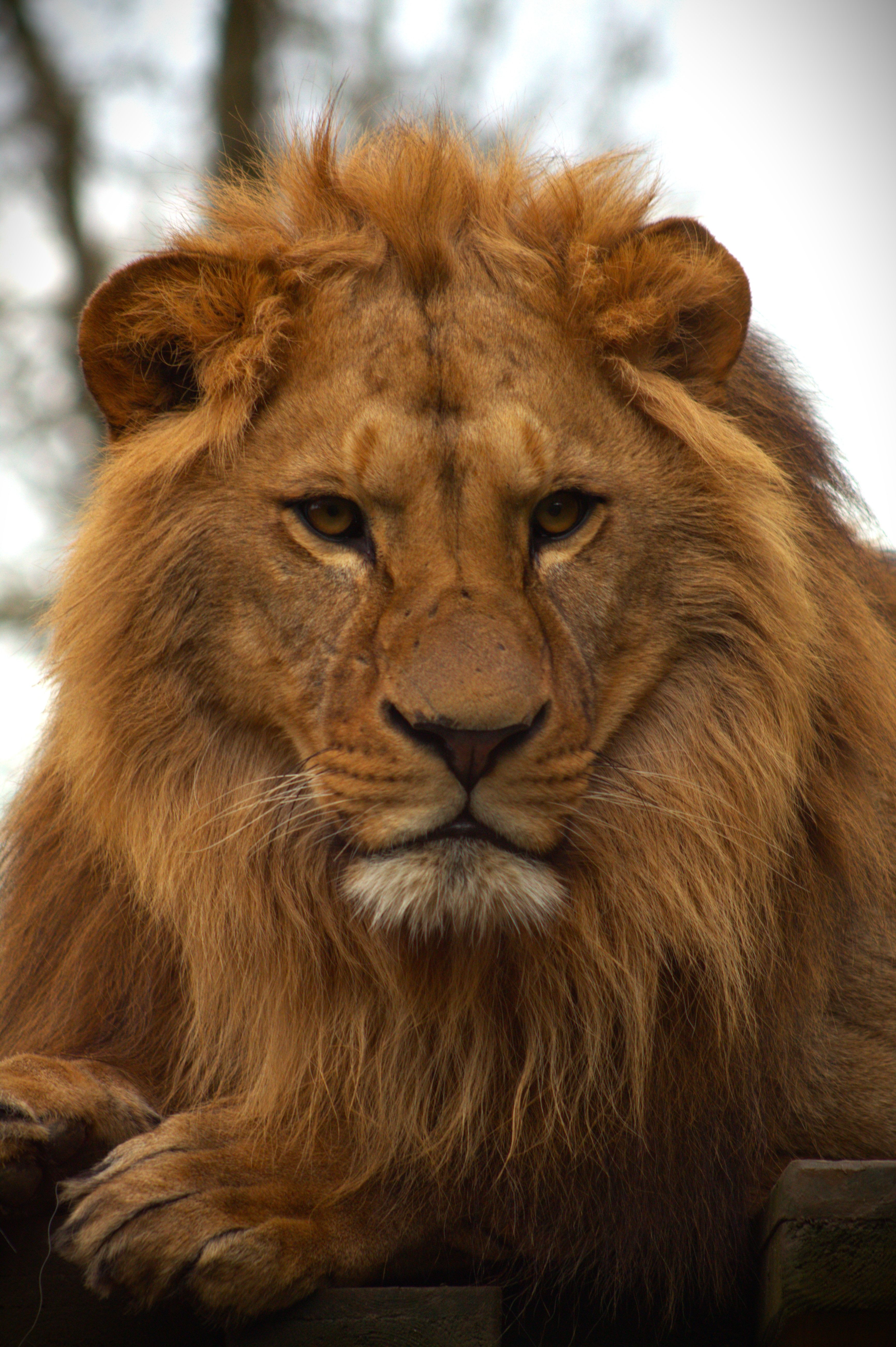 Lion Laptop Wallpaper Photos, Download The BEST Free Lion Laptop