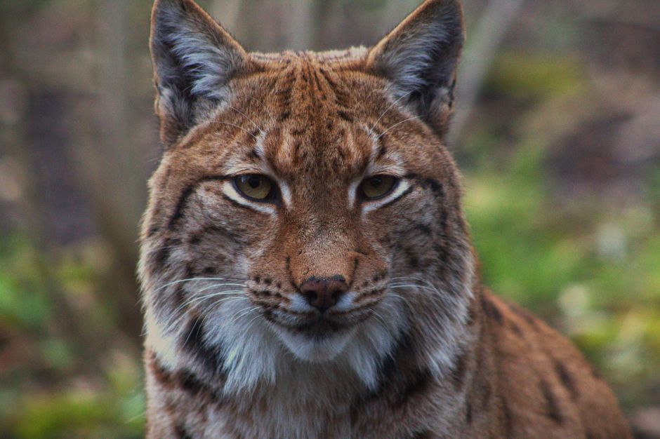 Close-up of a Eurasian lynx showcasing its striking features in a natural setting.