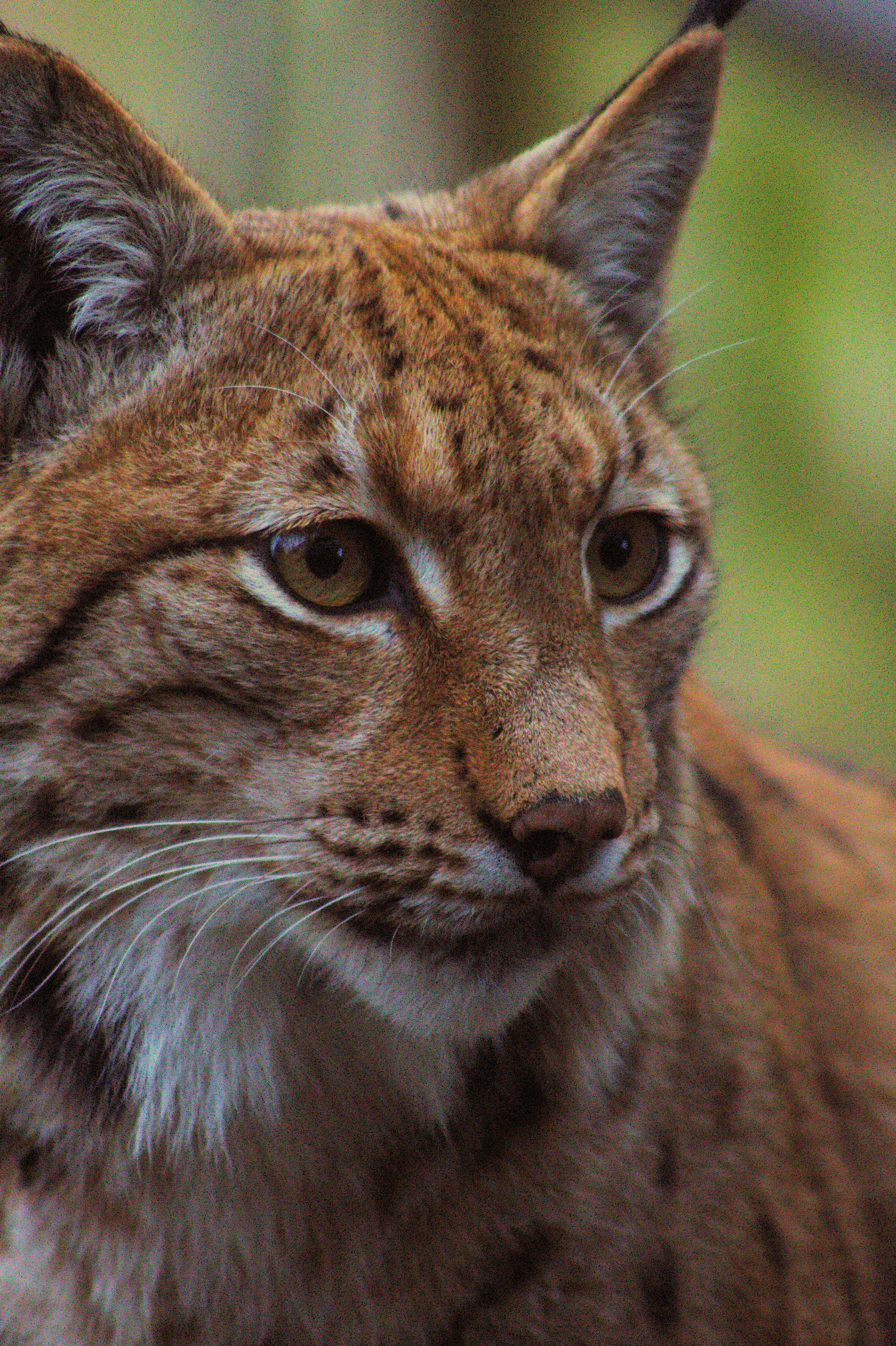 Wild lynx in zoological park · Free Stock Photo