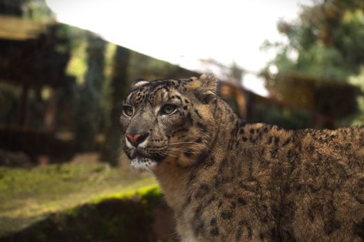 Snow leopard (Panthera uncia) in a serene outdoor setting, showcasing its majestic presence.