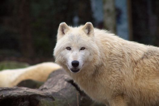 Close-up of a majestic Arctic wolf in a forest setting, showcasing its thick white fur and intense gaze.