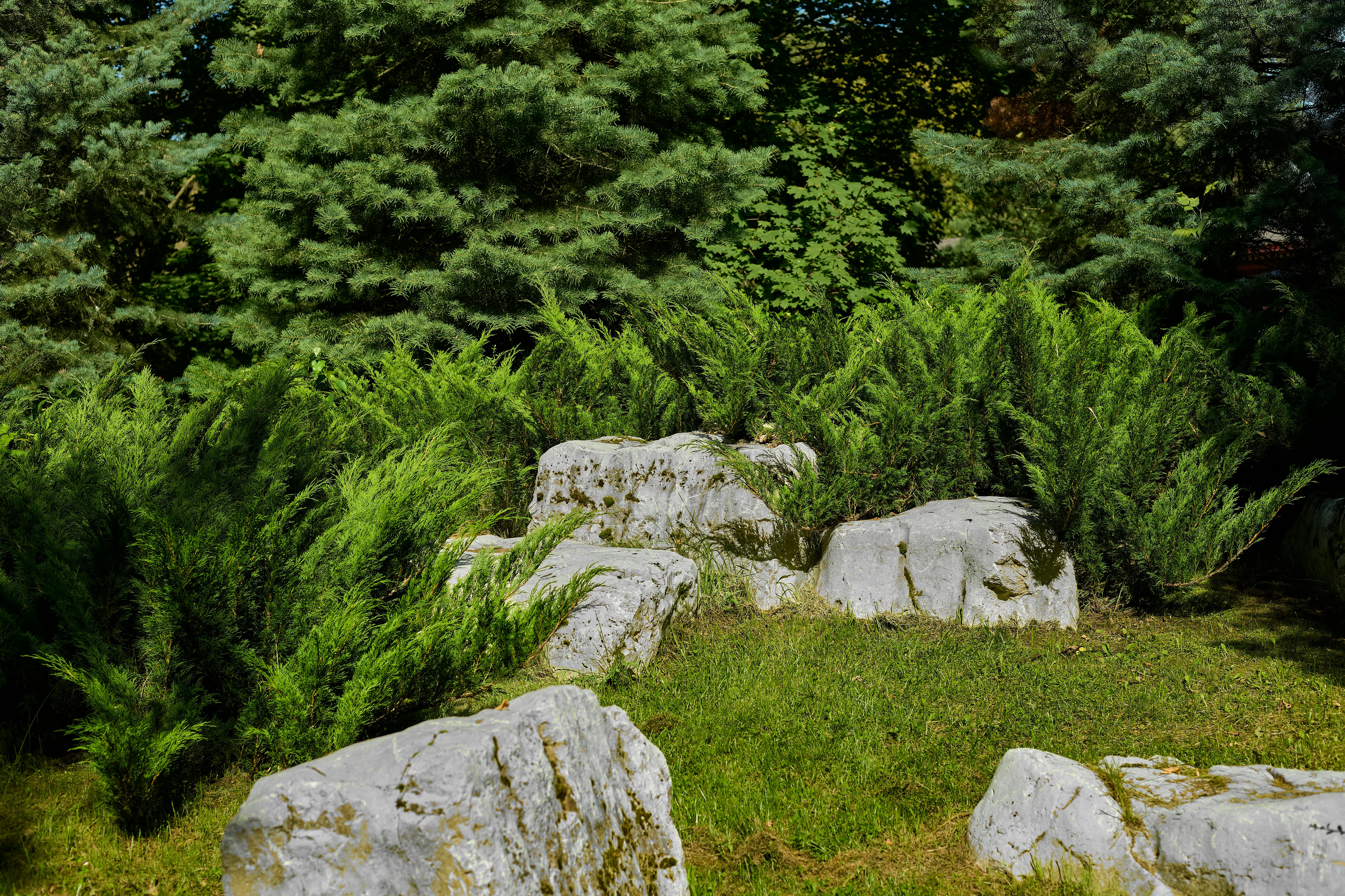 Découvrez un jardin de rocaille paisible niché au milieu d'une verdure vibrante et de fougères, idéal pour la détente.