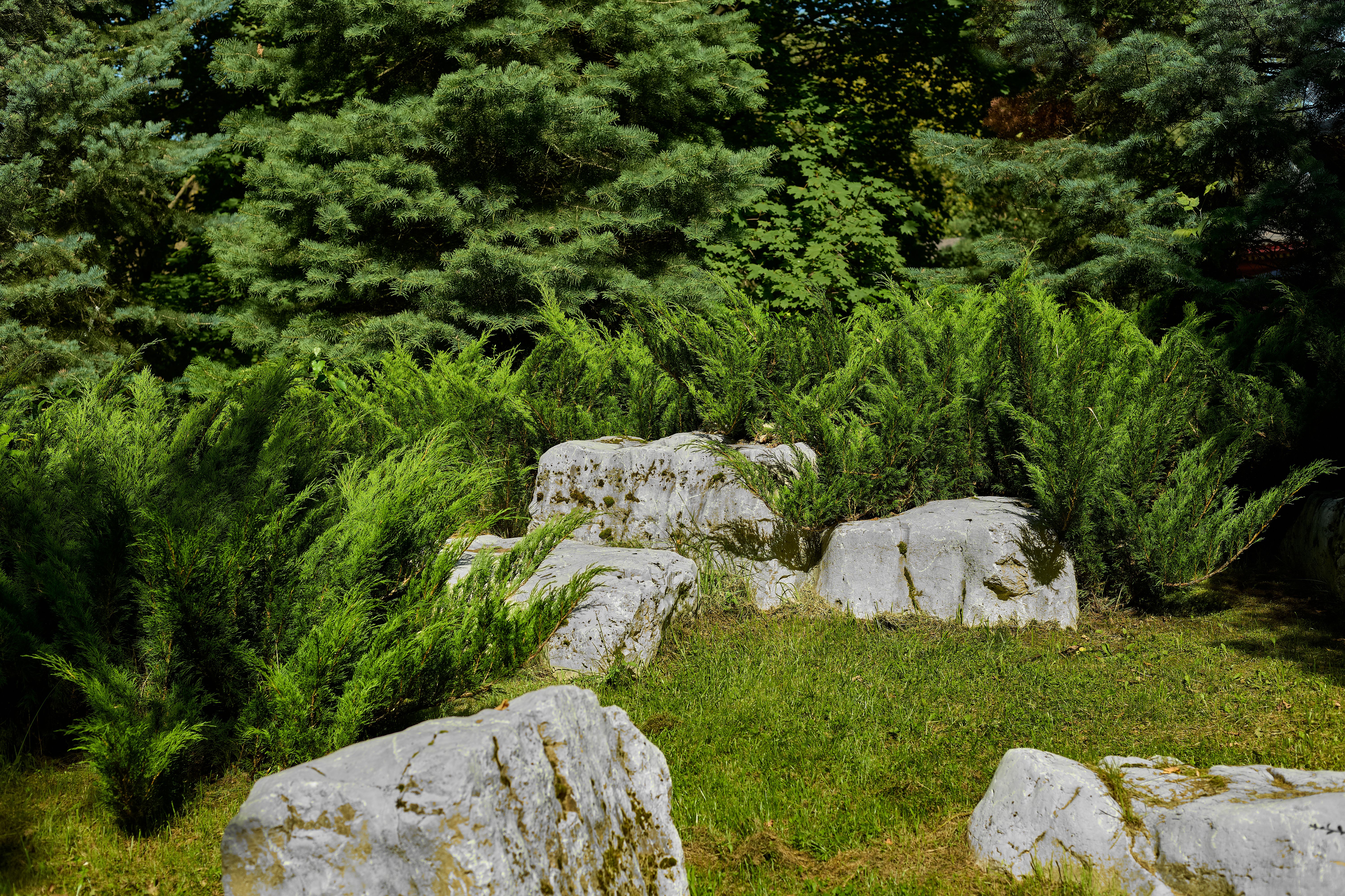 Serene Rock Garden in Lush Greenery · Free Stock Photo