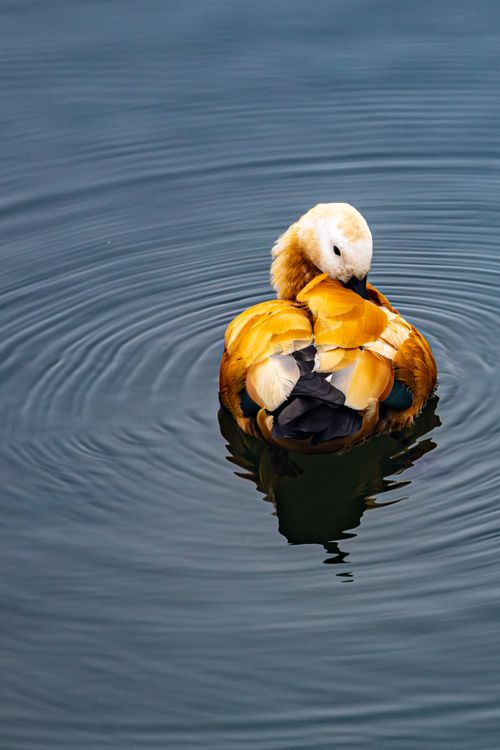 Free A beautiful Ruddy Shelduck gliding gracefully on calm water with a serene reflection. Stock Photo