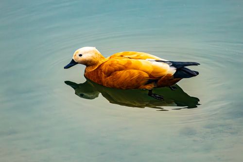 Free Captivating image of a ruddy shelduck gliding peacefully across a serene body of water. Stock Photo