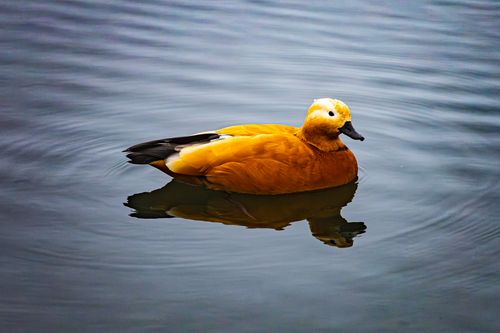Free Stunning shot of a Ruddy Shelduck gliding peacefully on serene water. Stock Photo