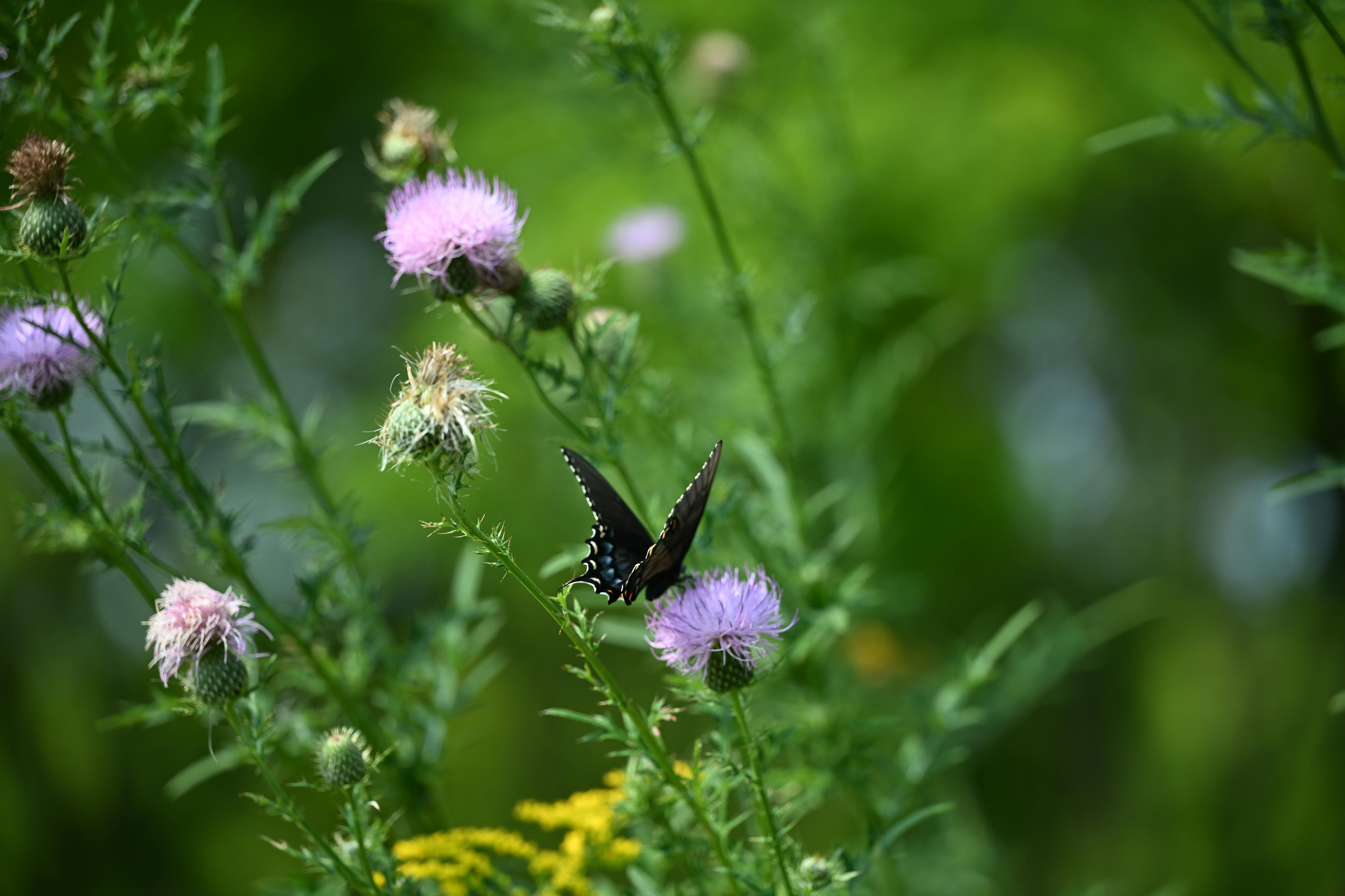 How to Create a Biodiversity Habitat at Home
