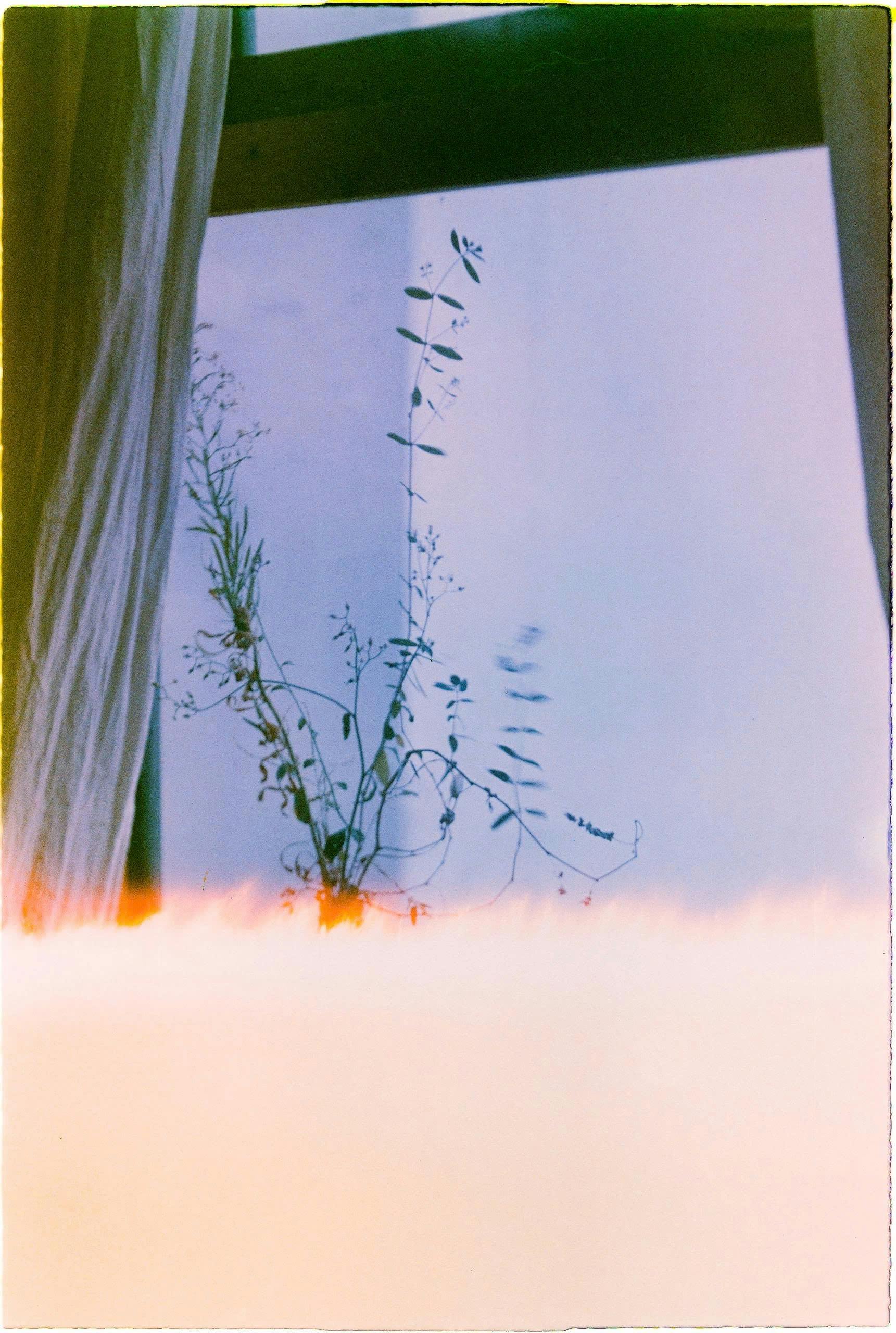 Zadarmo Vintage abstraktná fotografia rastlín oproti oknu na analógovom filme. Fotka z fotobanky