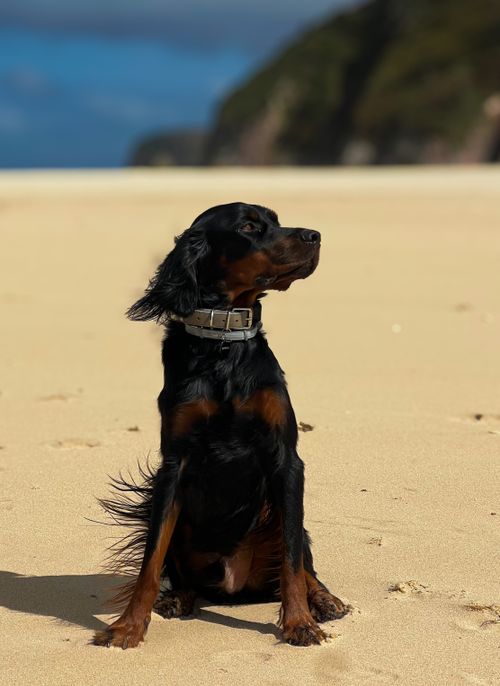 Free A stunning setter dog sitting gracefully on a sandy beach under a clear sky. Stock Photo