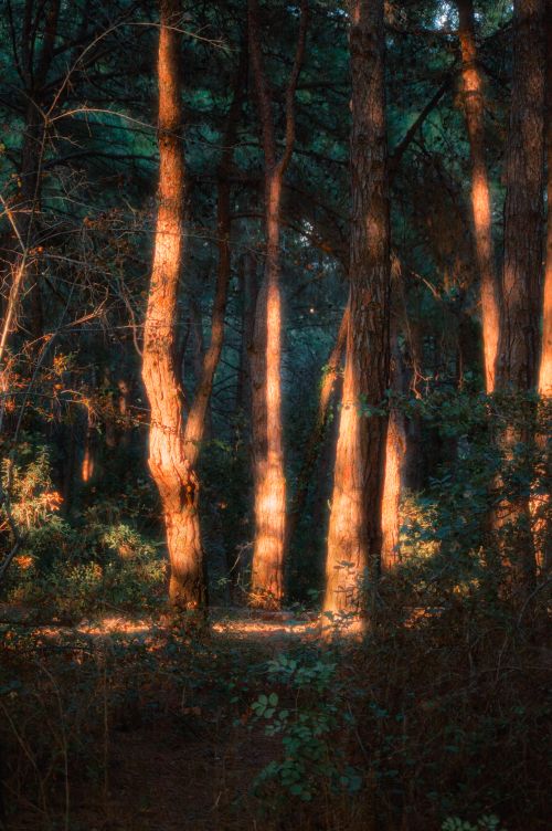 Free Rays of sunlight illuminate a tranquil forest scene. Stock Photo